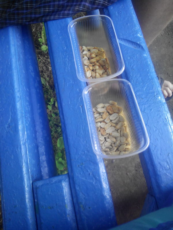 Так вот для чего дырки в лавочке