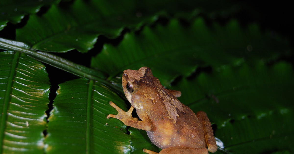 Nimbaphrynoides occidentalis