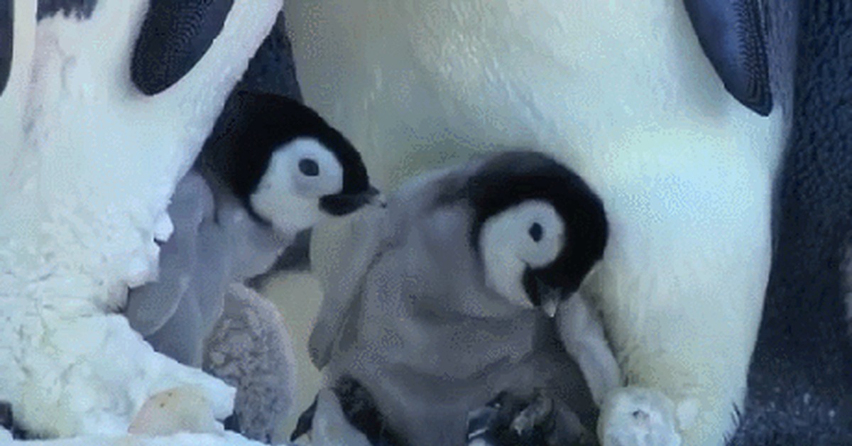 Когда выйдут пингвины моей мамы. Пингвины дерутся. Смешные пингвины. Пингвины фото смешные.