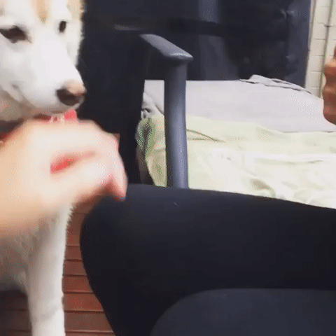 https://cs4.pikabu.ru/post_img/2016/06/30/11/1467315612164382685.gif