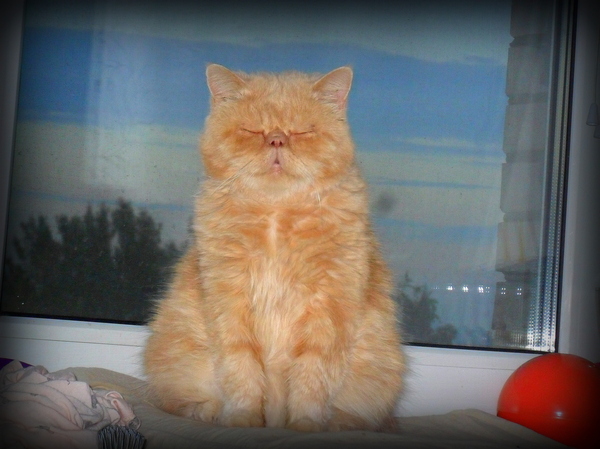 ���������� ����