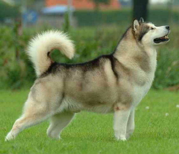 �������� �������� ���� ����� � ���������������