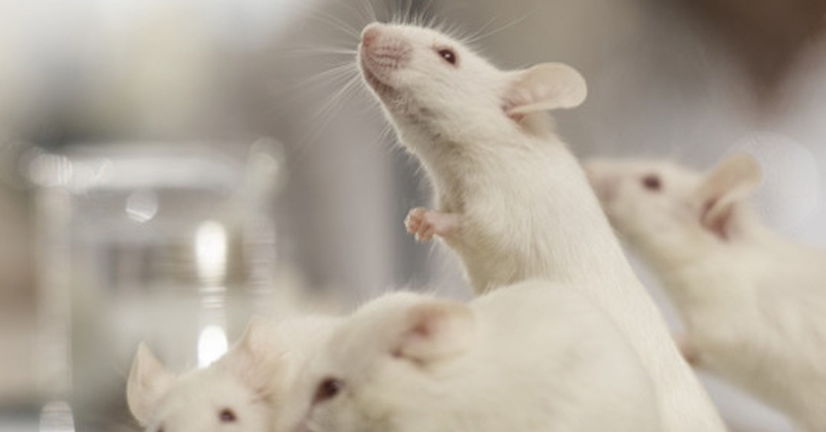 Mice have. Мышиный рай. Четыре мыши. Мышиный рай эксперимент.
