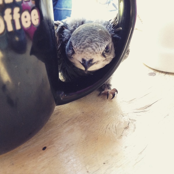 ����� ����� �� ������: ��� �������, ������� � ���������?