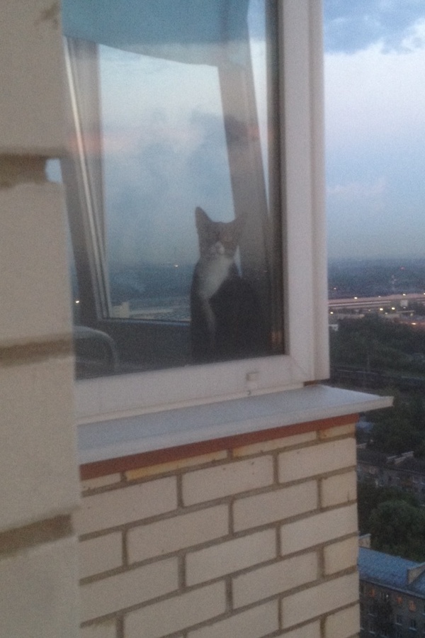 Я за тобой слежу, человечешка!