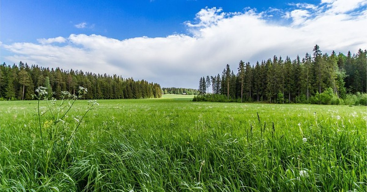 Панорама поляна