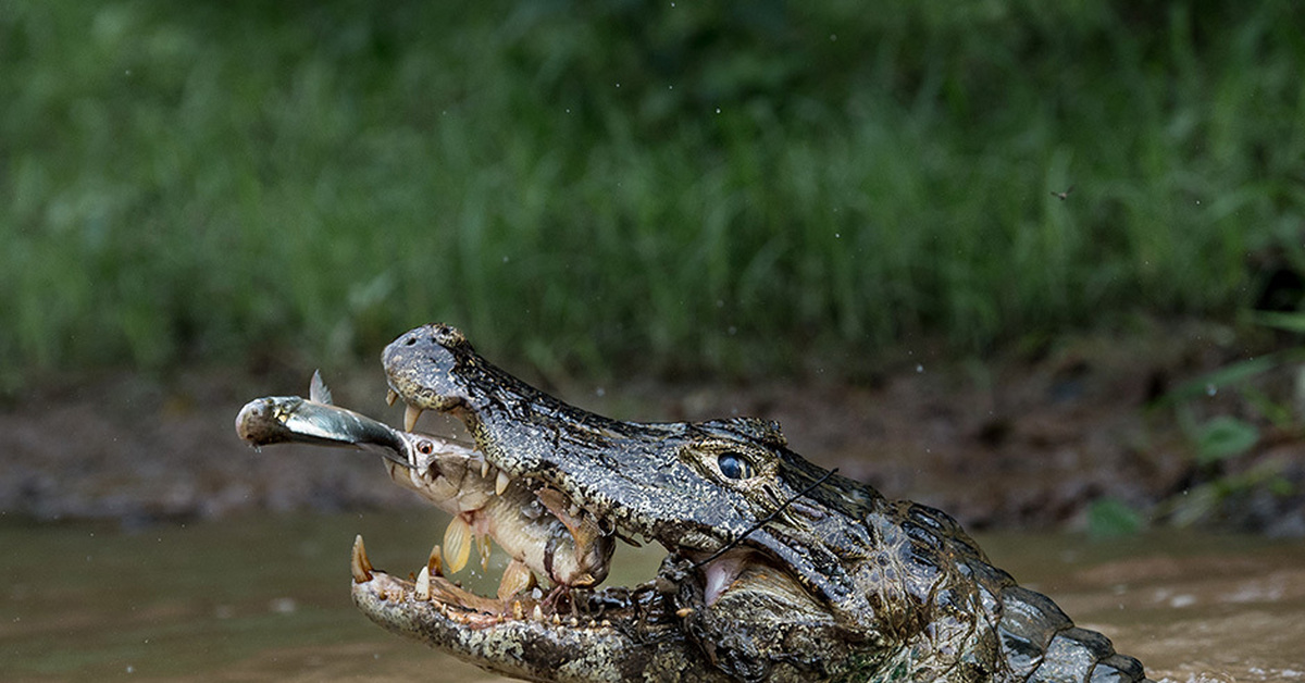 Кот и крокодил. Нильский крокодил охота. нильский крокодил national geographic. австралийский узкорылый крокодил. гребнистый крокодил.