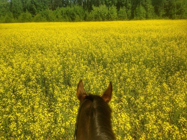 Лето в Подмосковье