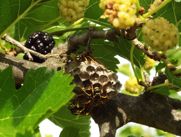 Засада в тутовнике.