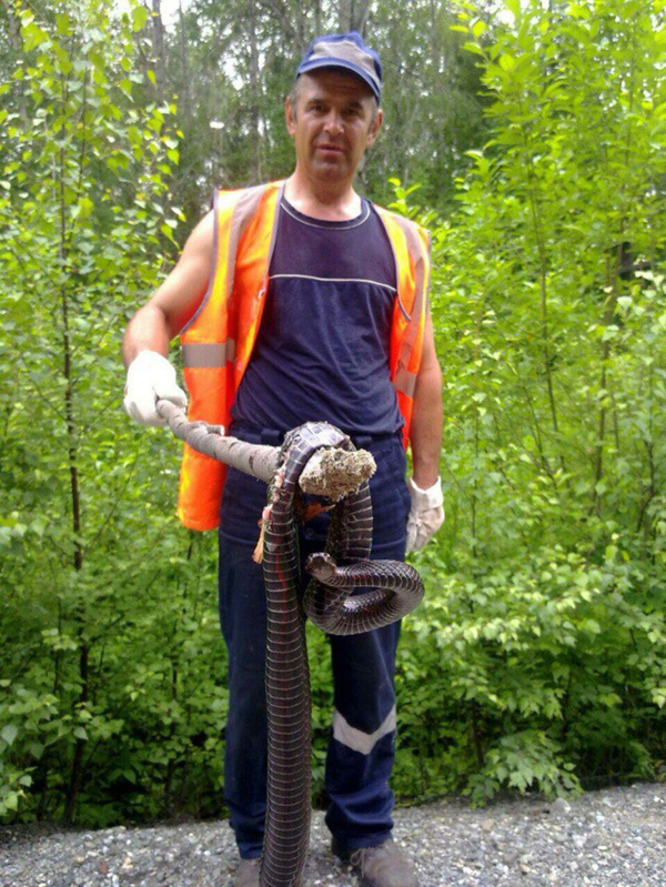 A giant black snake wound up in the Ural forests - Snake, Horror, Forest