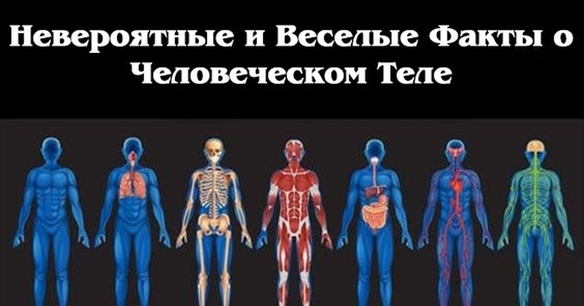 Физиолог человека. Физиология. Физиология тела человека. Изучать организм человека. Физиология человека в картинках.