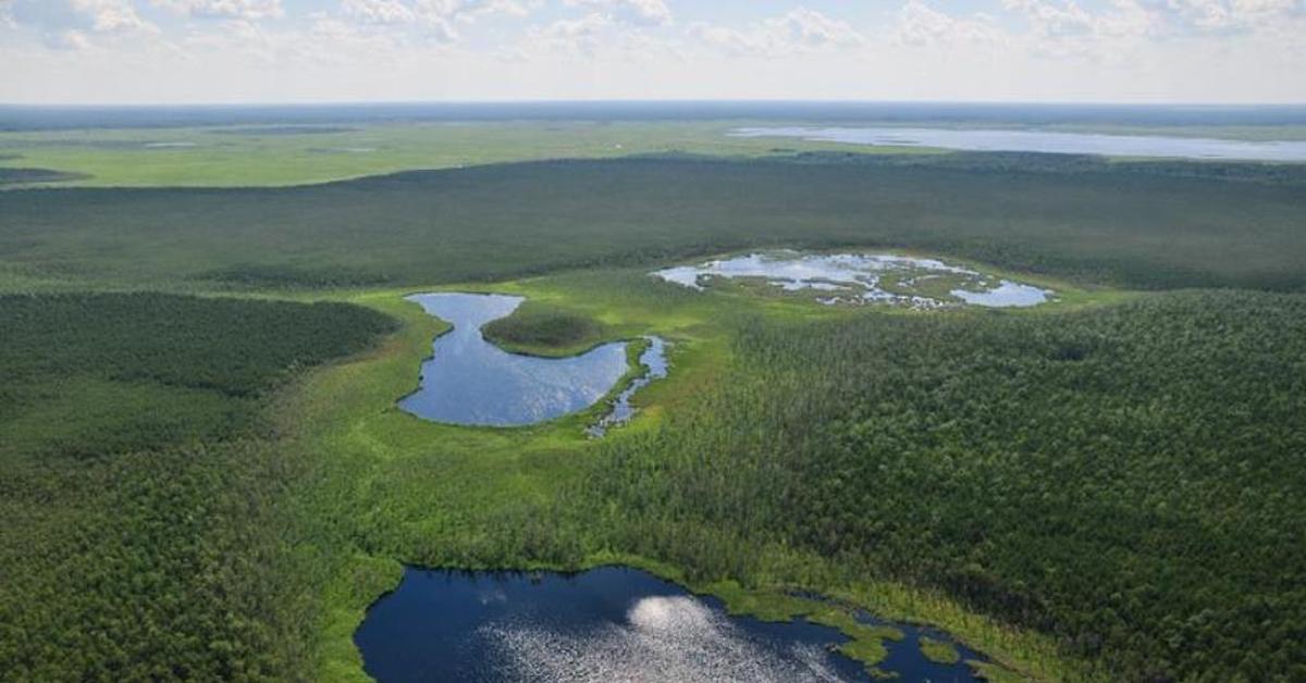 Какие водные объекты находятся в новосибирской области. Васюганский заповедник в Новосибирской области. Васюганские болота в Новосибирской области. Васюганские болота, Западная Сибирь. Западно Сибирская равнина Васюганское болото.