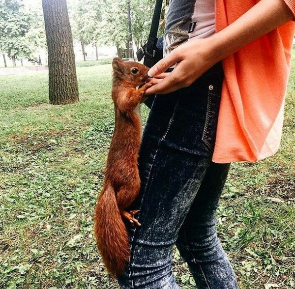 Жестокое нападение белки на человека