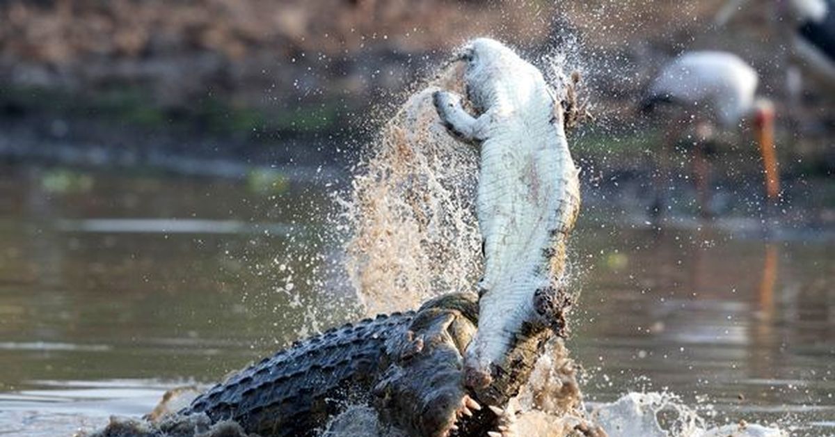 Схватка крокодилов. Гребнистый крокодил. Гребнистый крокодил против акулы. Гребнистый крокодил ест человека. Белая акула против гребнистого крокодила.