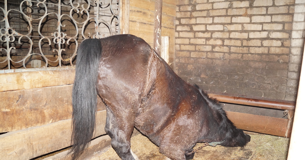 Болезнь кушинга у лошадей. Болезнь кушинга у лошадей. Синдром кушинга у лошадей. Синдром кушинга ветеринария. Болезнь кушинга у лошадей.