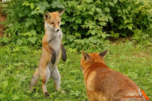 Смотри как умею :D