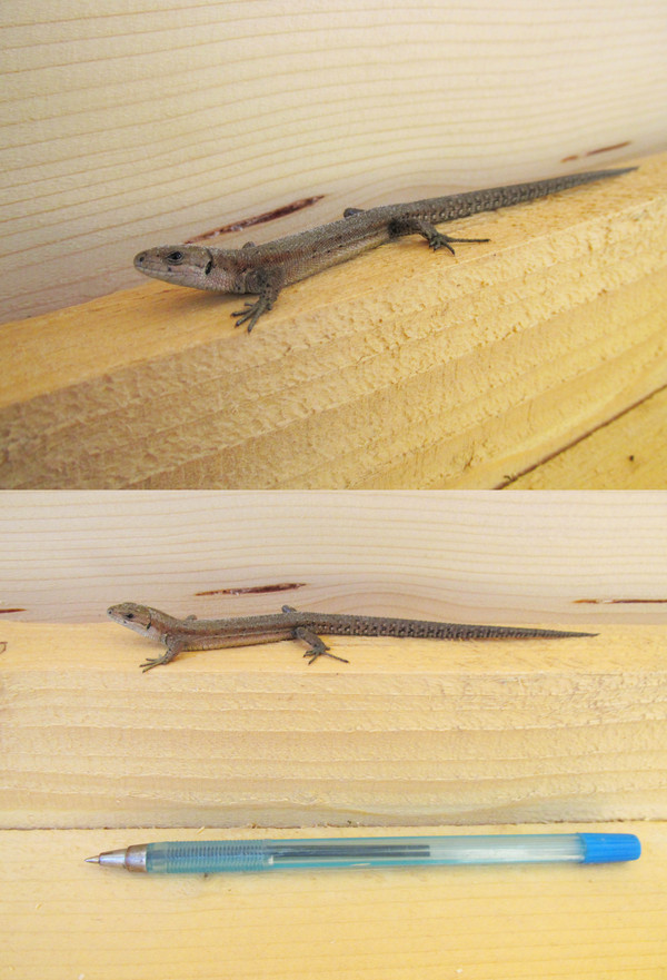 Вот такой гость был на нашей веранде :)