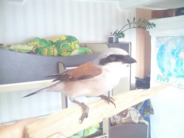 ��������� �� ��� ���