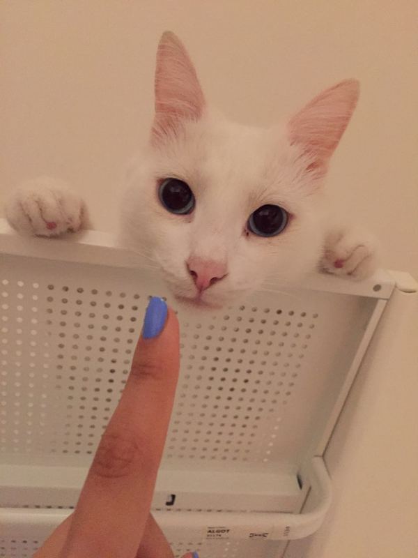 Котика в ленту