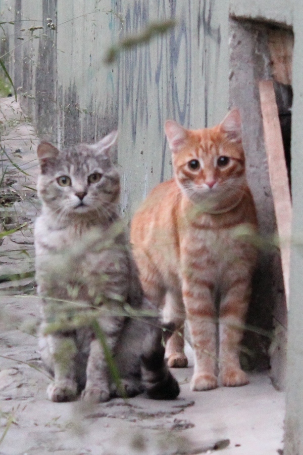 Какие няшки