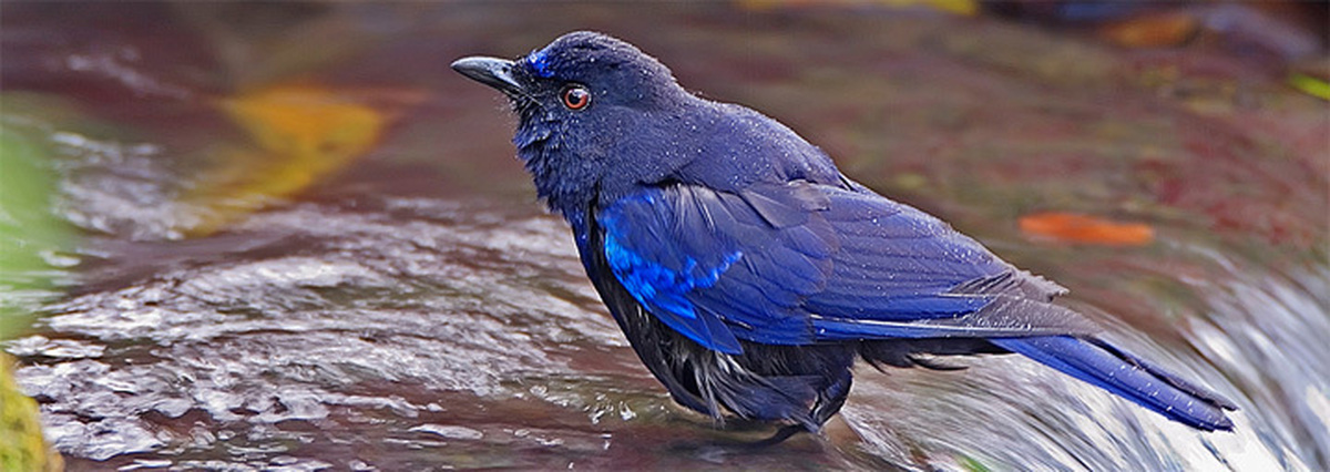 Синяя птица под. Синяя птица лиловый Дрозд. Синяя птица Тянь Шаня. Синяя птица Памира. Синяя птица в горах Памира и Тянь-Шаня.