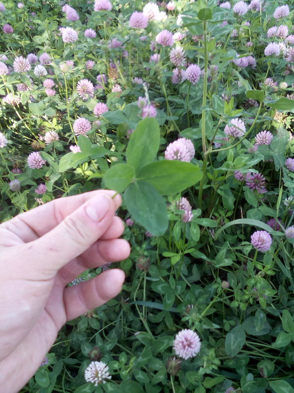 ����� �������