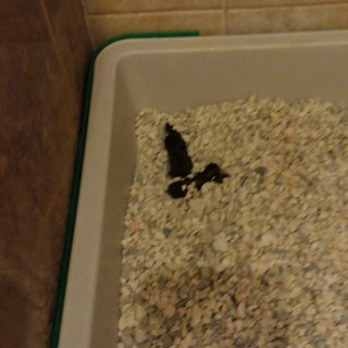 ���� �������������