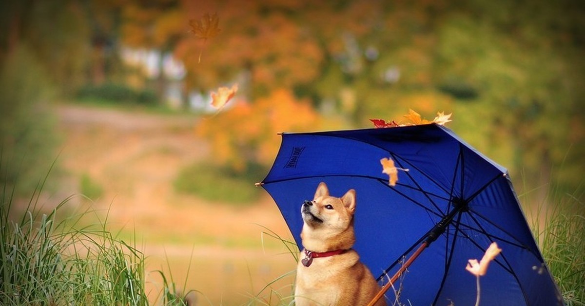 Собаки под зонтом