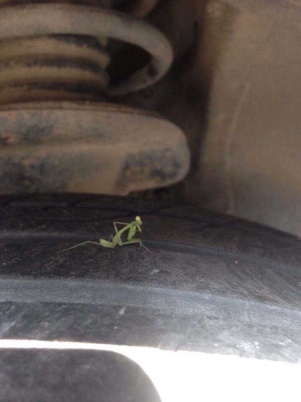 Этот парень пристально смотрел на меня с колеса