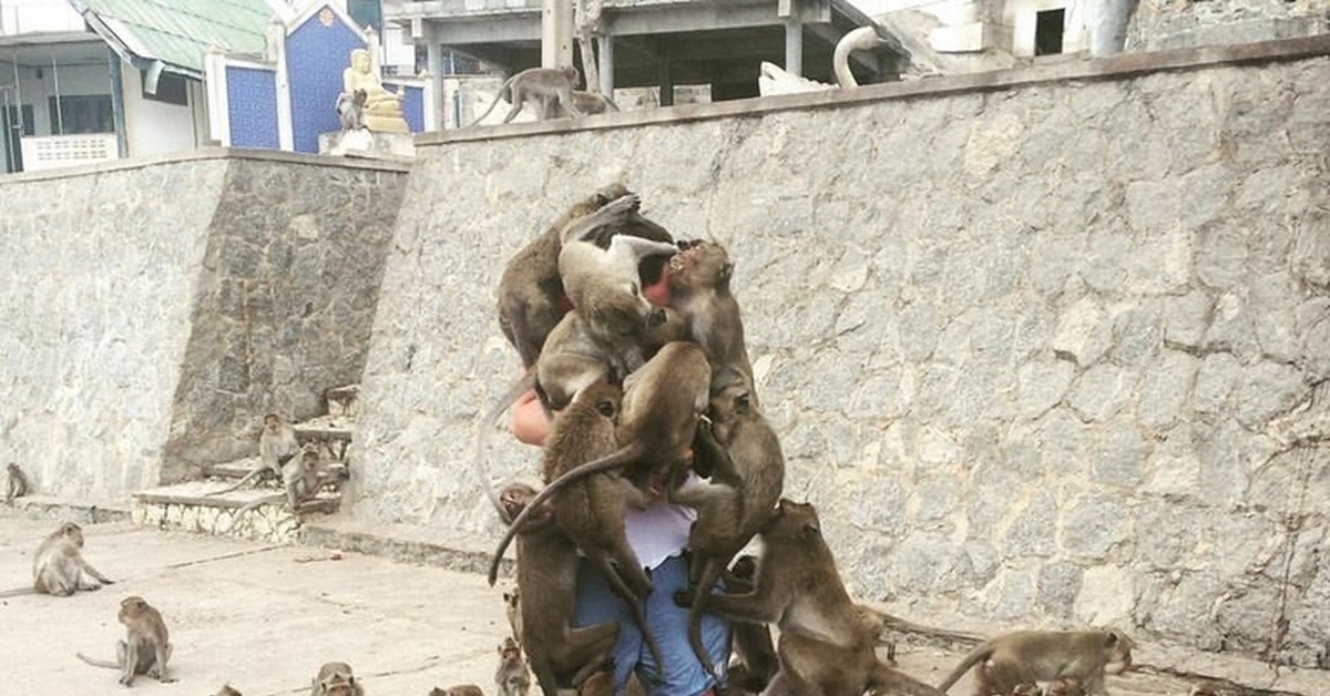 Нападение обезьян. Нападение обезьян на людей. Обезьяны напали на человека.