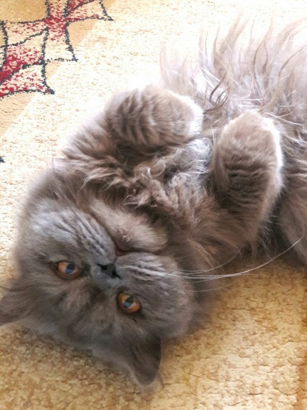 ����� ����������� �� ���������