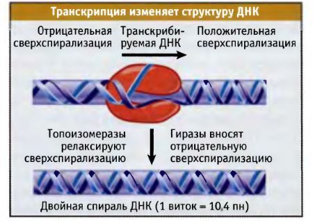 В чем заключается биологический смысл встречной транскрипции. 1468230605140476735. В чем заключается биологический смысл встречной транскрипции фото. В чем заключается биологический смысл встречной транскрипции-1468230605140476735. картинка В чем заключается биологический смысл встречной транскрипции. картинка 1468230605140476735