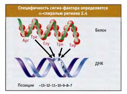 Сигма фактор. В результате транскрипции образуется. Молекула образующаяся в результате транскрипции. Транскрипция молекулярная биология. Молекула образующаяся в результате обратной транскрипции.