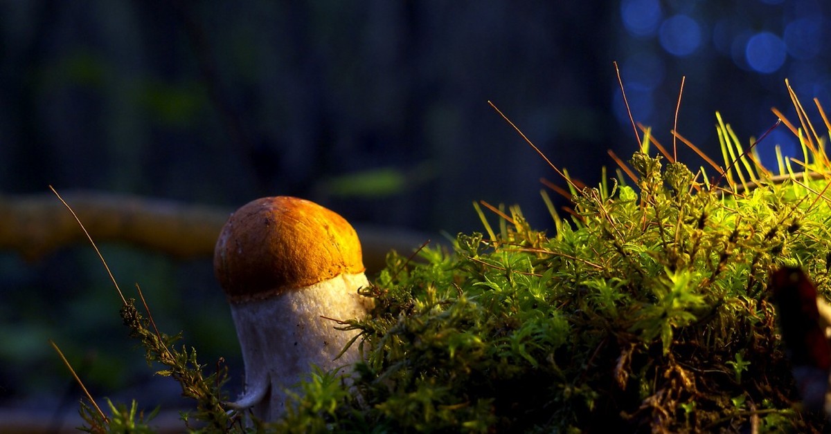Мир природы грибы. Моховидные грибы. Грибы в лесу. Грибы макро. Красивые грибы в лесу.