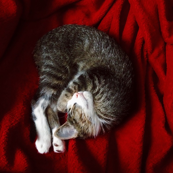 ������� ��� ���������