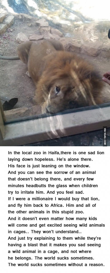 Я против цирка с животными и зоопарков...