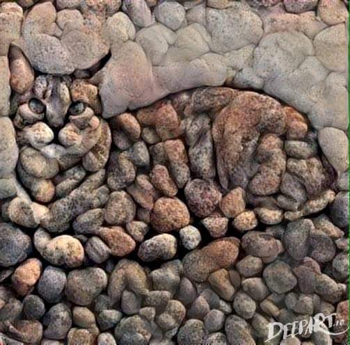 Rock Cat