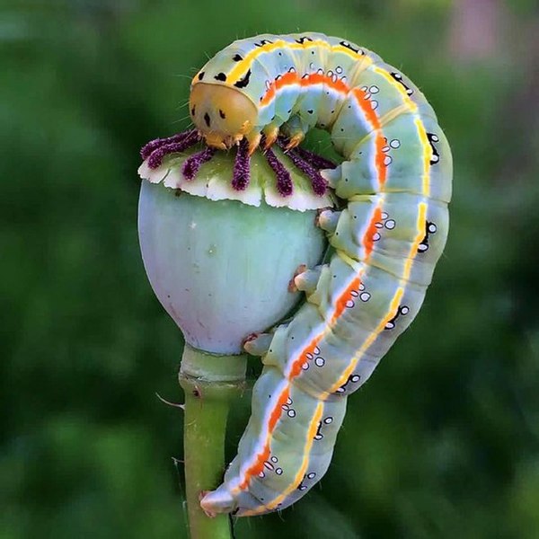 Так вот что было в кальяне Абсолема