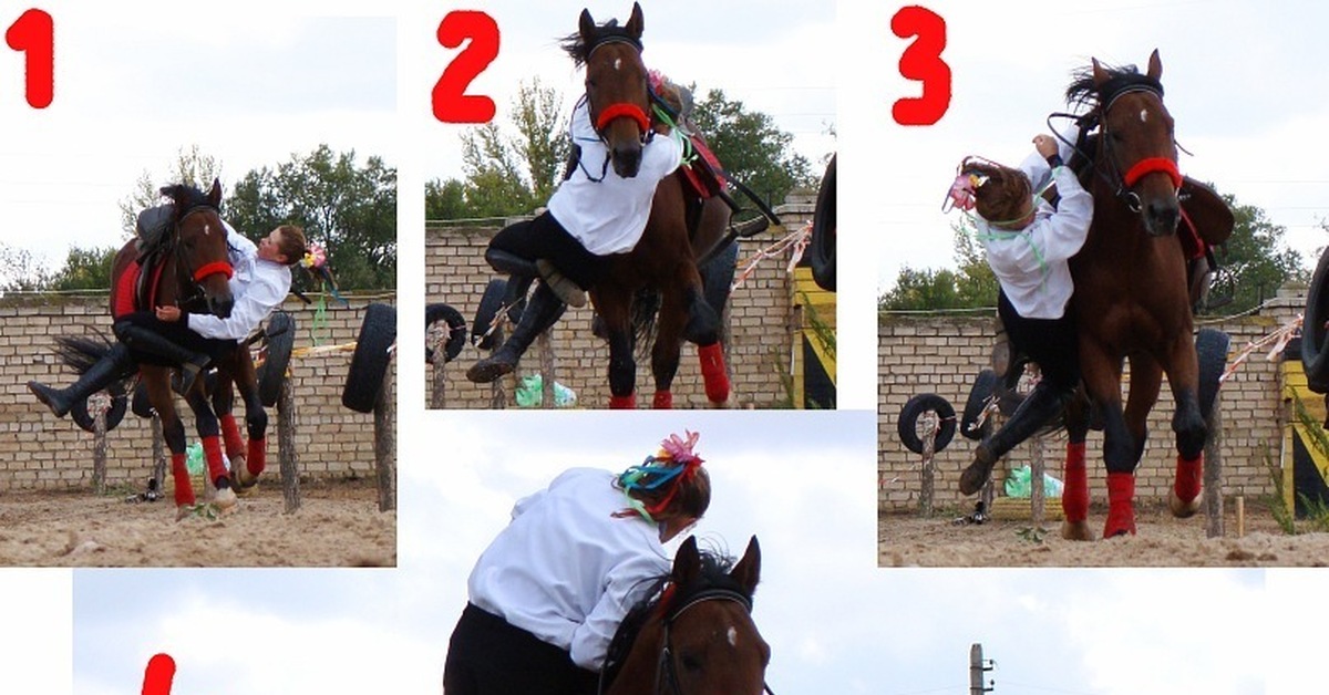 Голова и шея лошади. Хомут лошадиный. Подвешенная лошадь. Голова лошади. Что накинул главный герой коню на шею.