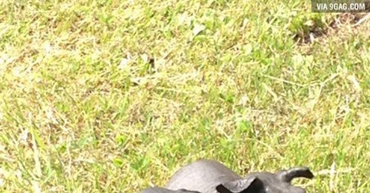 Лысые загорелые морские свинки | Пикабу