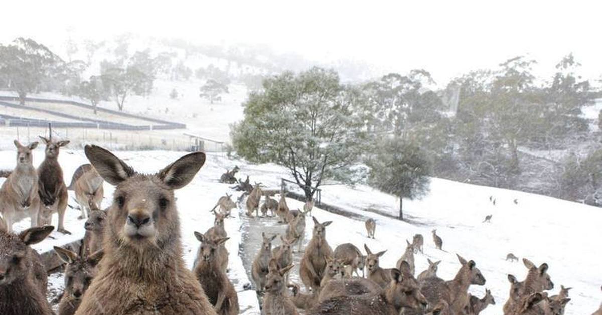 Австралия зимой