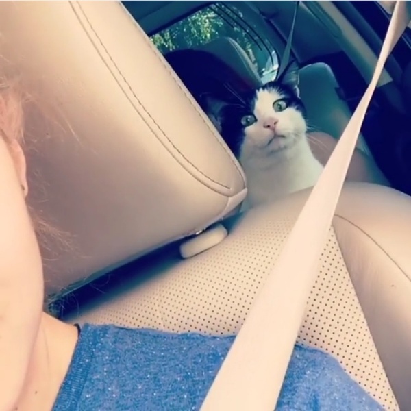 Мой кот очень любит ездить