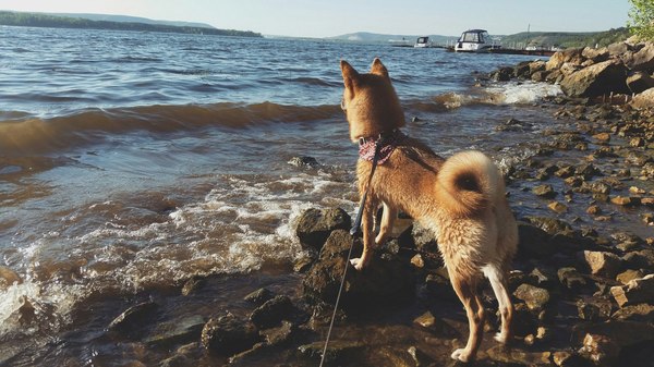 Siba on the Volga. - My, Dog, Nature, Puppies, Shiba Inu, Doge, Volga river