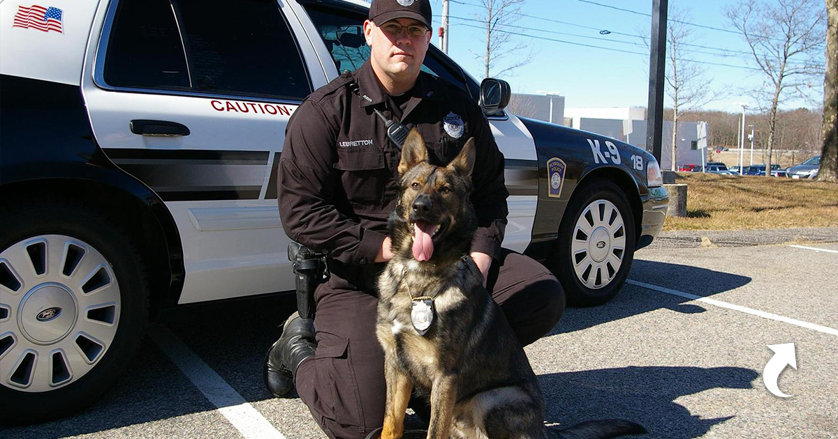 Офицер роб и его собака. Police k9 немецкая овчарка. K9 Police овчарка. K-9 США. K-9 полиция США.