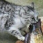 Чай то будешь, чешир, чаю...