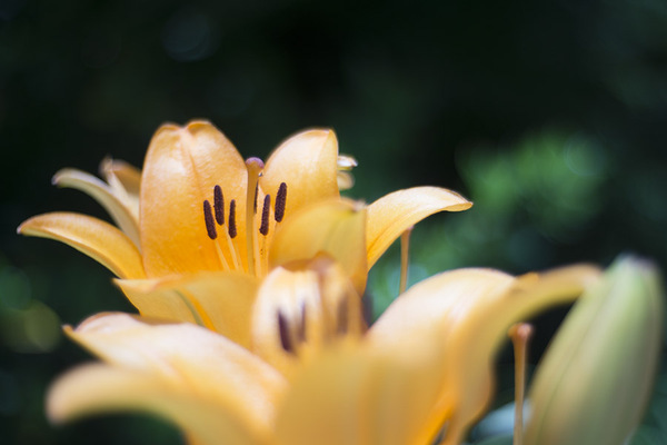 Лилия на Fujian 35mm