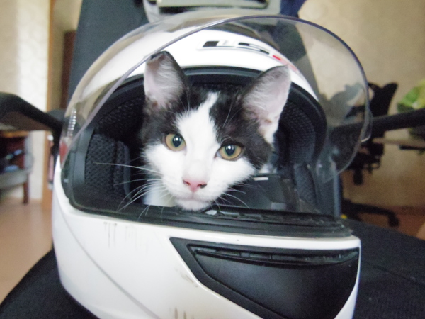 Ищу жилье, Воронеж