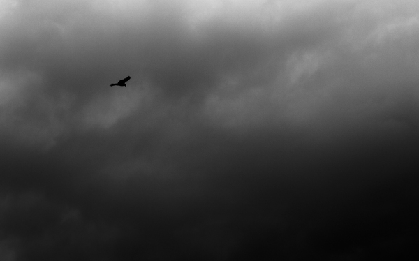   , , Canon, , Bw