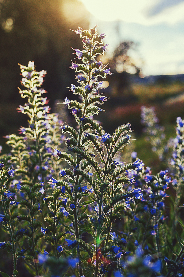 Греясь в лучах уходящего солнца