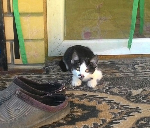 �� ������ "��������"